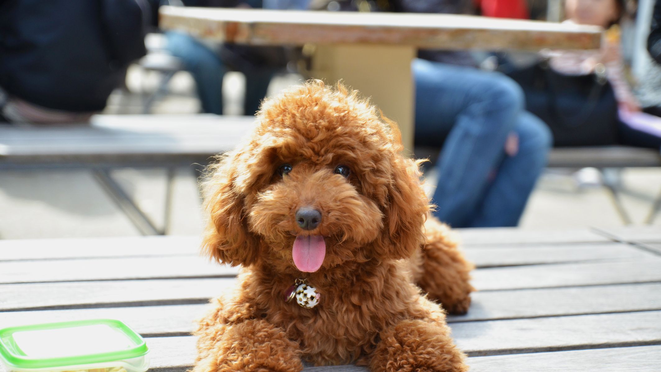 Authentic Littlest Pet Shop Dogs Your Choice 