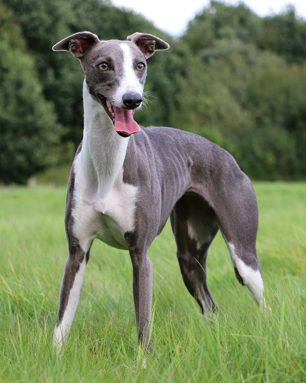 small dogs whippet