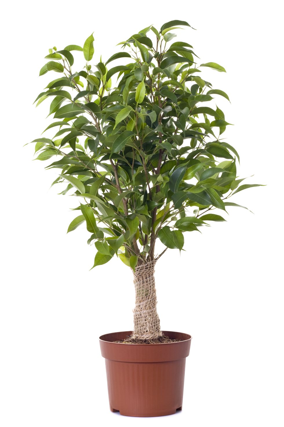 a small ficus tree planted in a brown clay pot