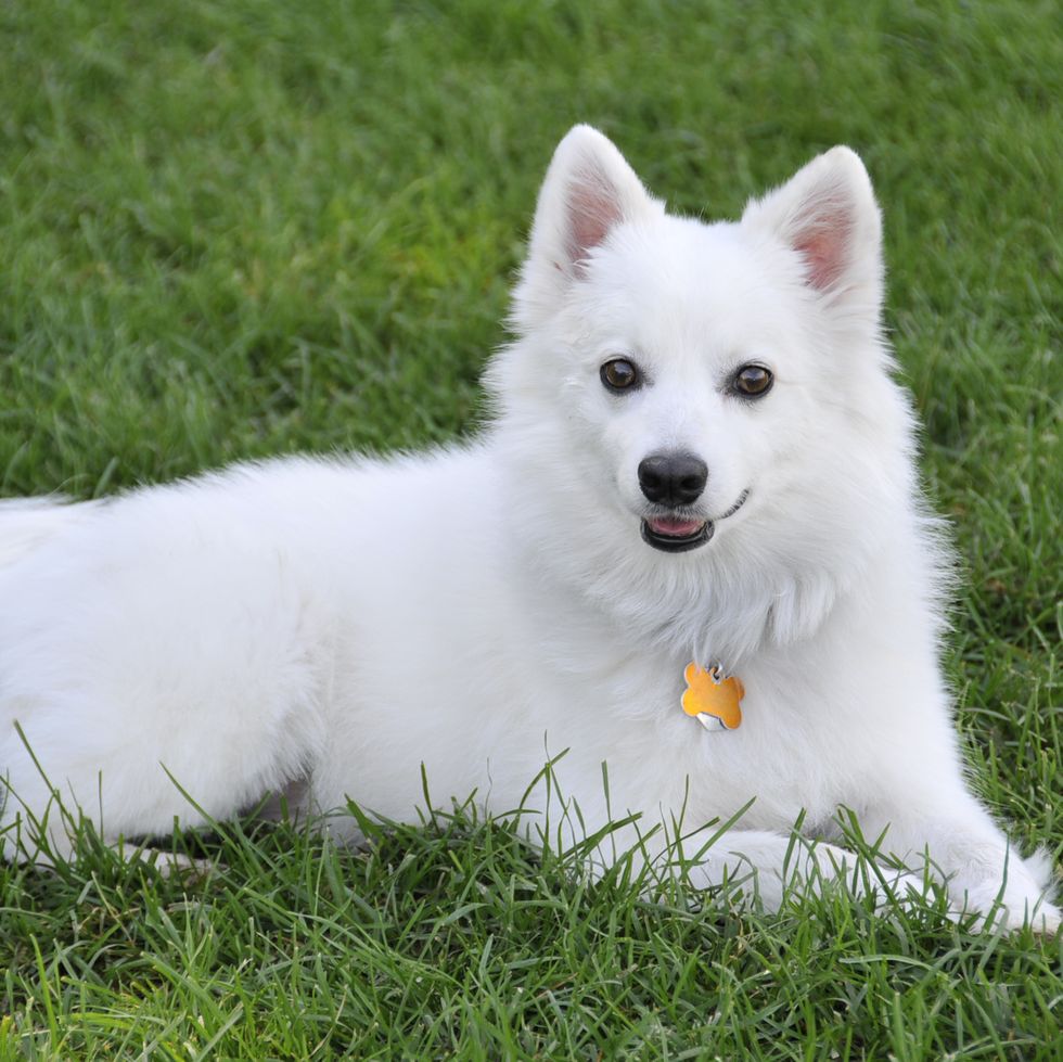 small fluffy dog breeds american eskimo dog