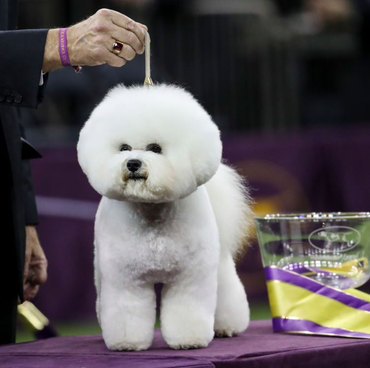 dogs that dont shed bichon frise