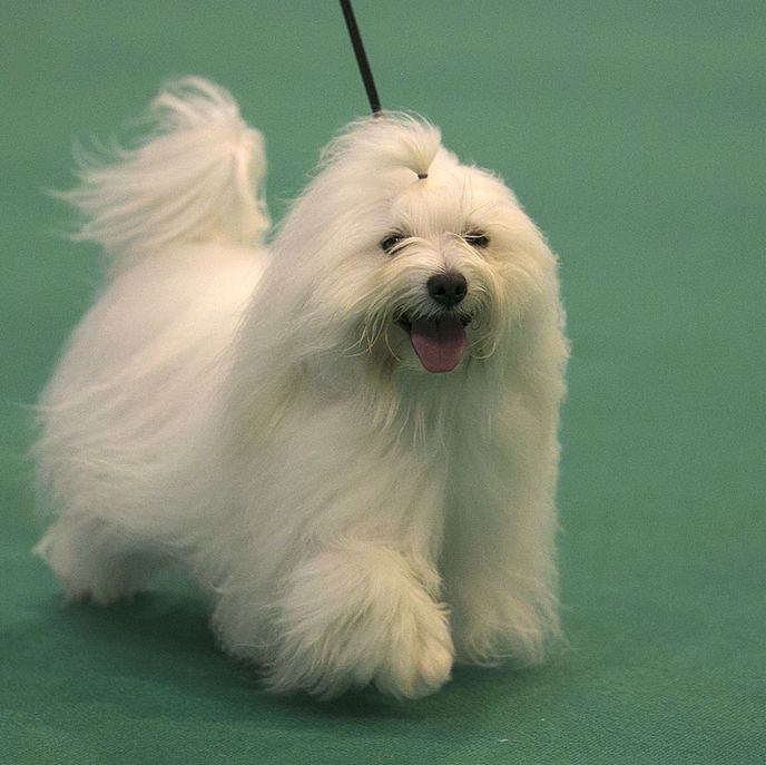 37 Small and Fluffy Breeds - Add A Small Dog To Your Family