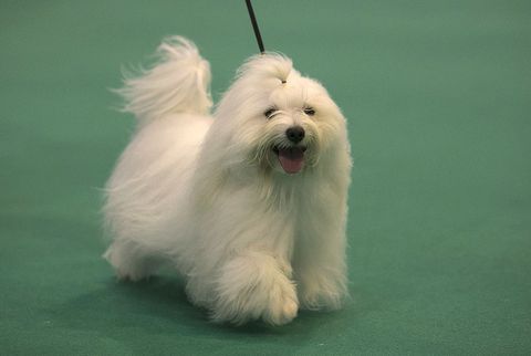 small fluffy dog breeds coton de tulear