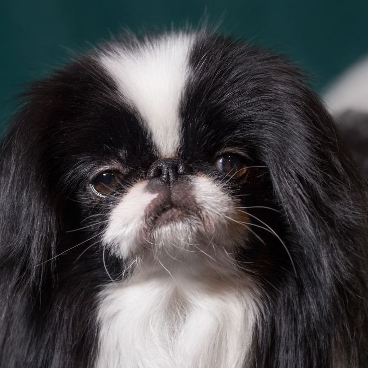 small fluffy dog breeds japanese chin