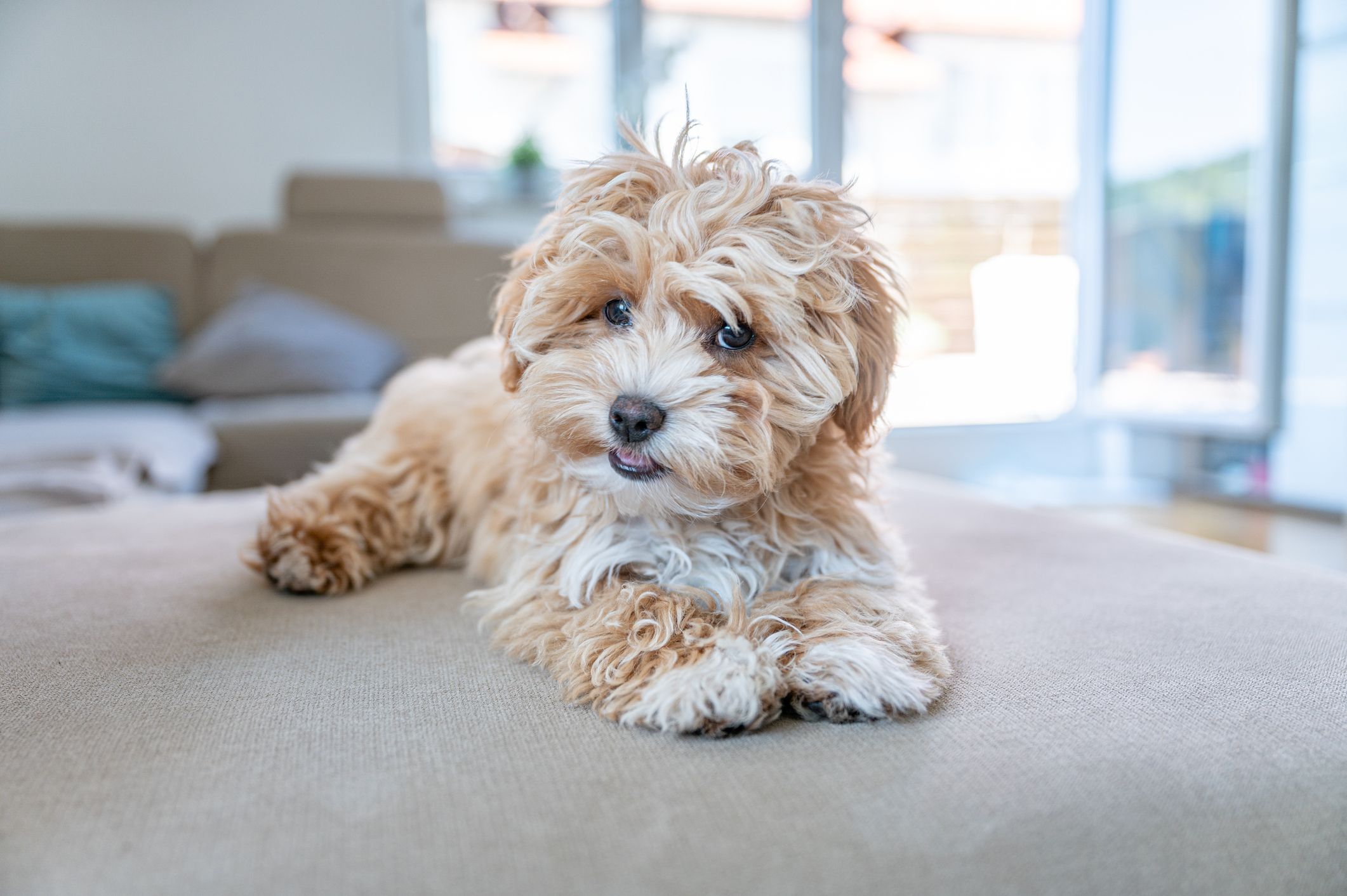 20 Small Fluffy Dog Breeds Best Small Dogs for Families and Apartments