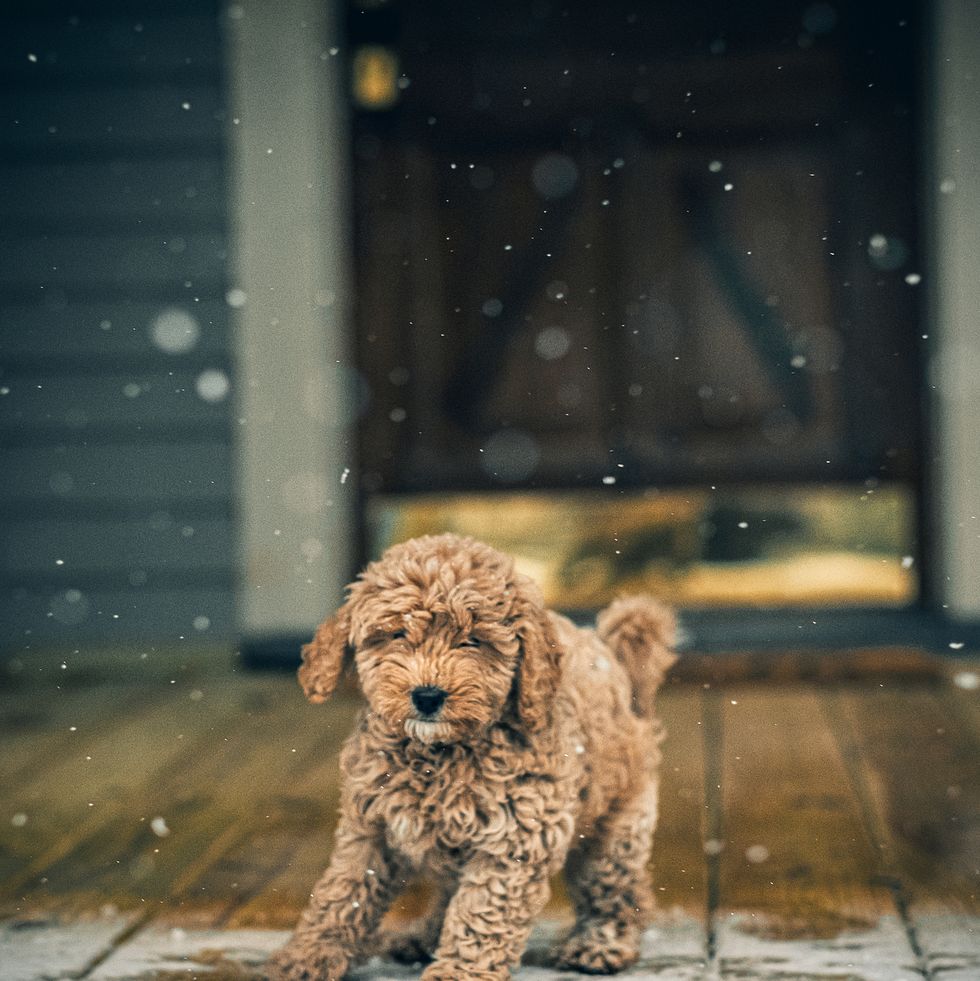 small fluffy dog breeds mini goldendoodle