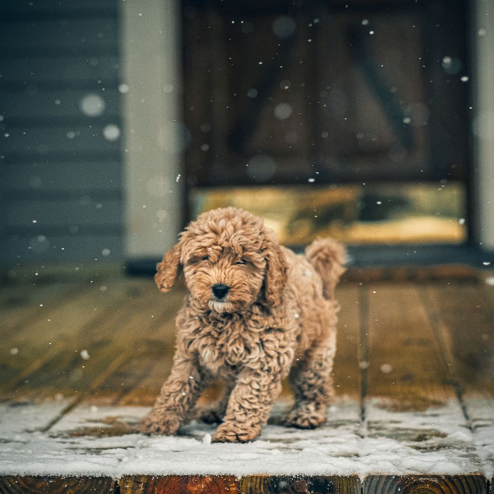 small fluffy dog breeds mini goldendoodle