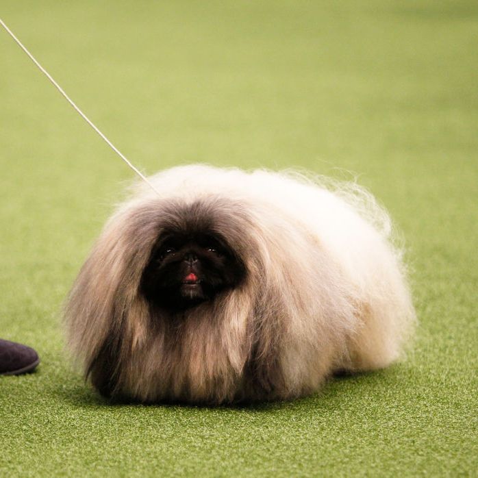 small fluffy dog breeds pekingese