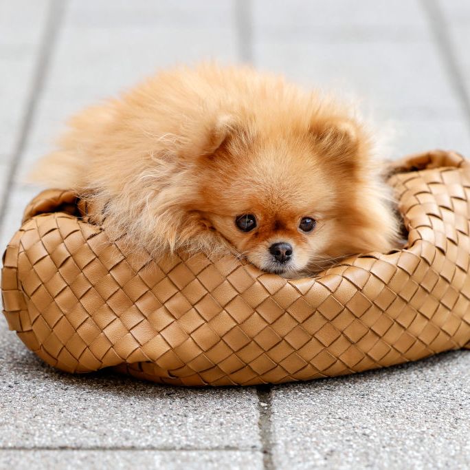 dusseldorf, germany   march 20 a caramel colored bag by bottega veneta and pomeranian dog zsazsa simmons of hair stylist svenja simmons during a street style shooting on march 20, 2021 in dusseldorf, germany photo by streetstyleshootersgetty images