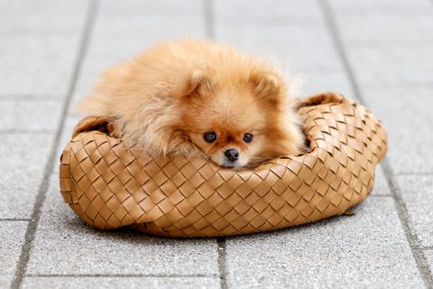 dusseldorf, germany   march 20 a caramel colored bag by bottega veneta and pomeranian dog zsazsa simmons of hair stylist svenja simmons during a street style shooting on march 20, 2021 in dusseldorf, germany photo by streetstyleshootersgetty images