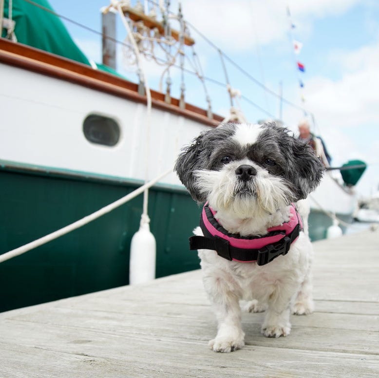 small fluffy dog breeds shih tzu