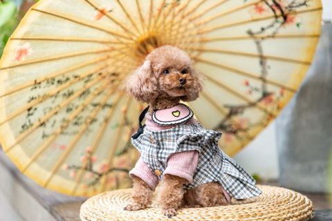 small fluffy dog breeds toy poodle