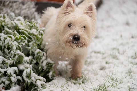small fluffy dog breeds west highland terrier