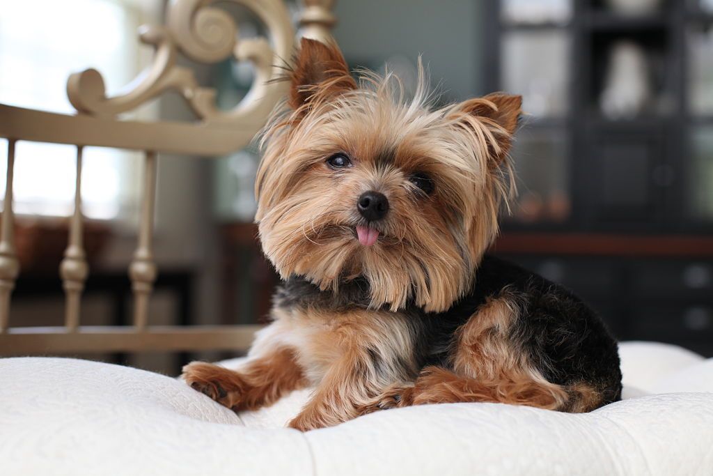 Best Small and Large Dog Breeds for Apartments and Small Spaces