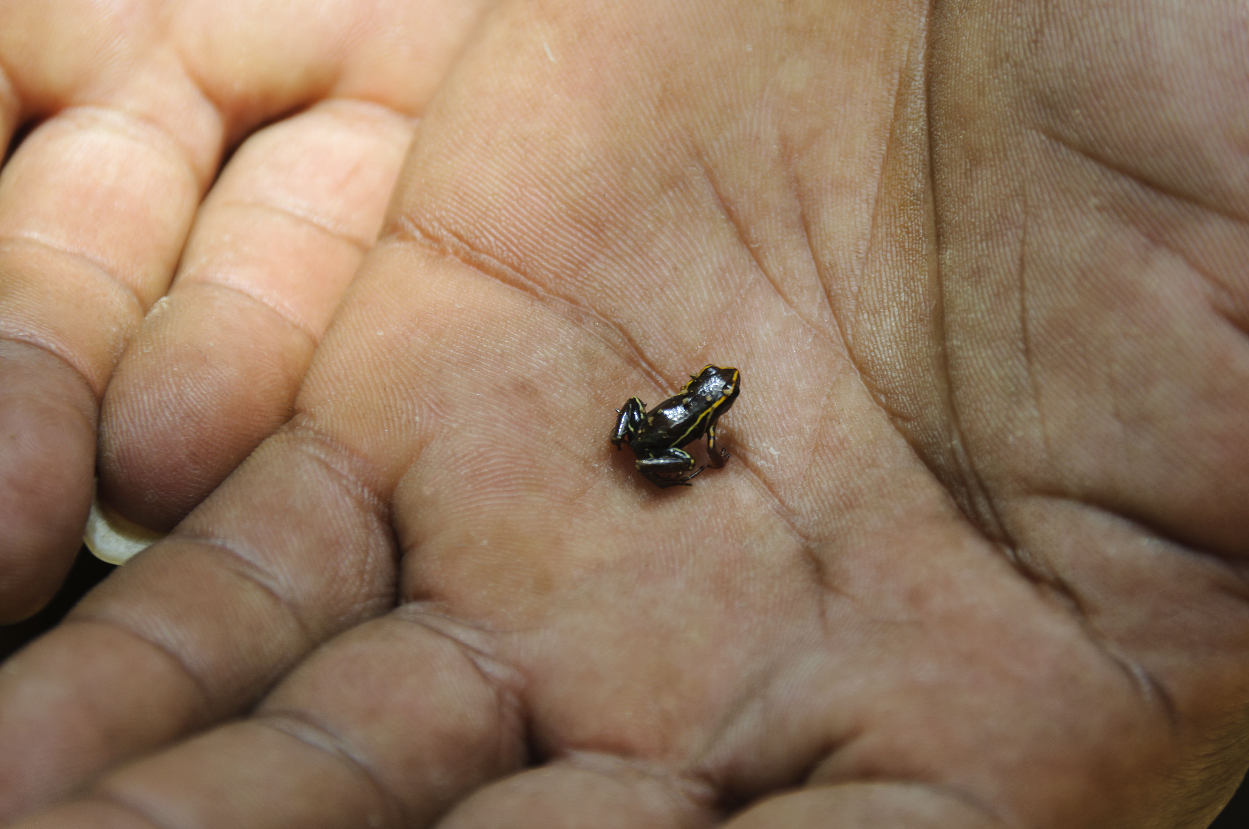 Small Frog Eleutherodactylus Iberia Royalty Free Image 1600997695 