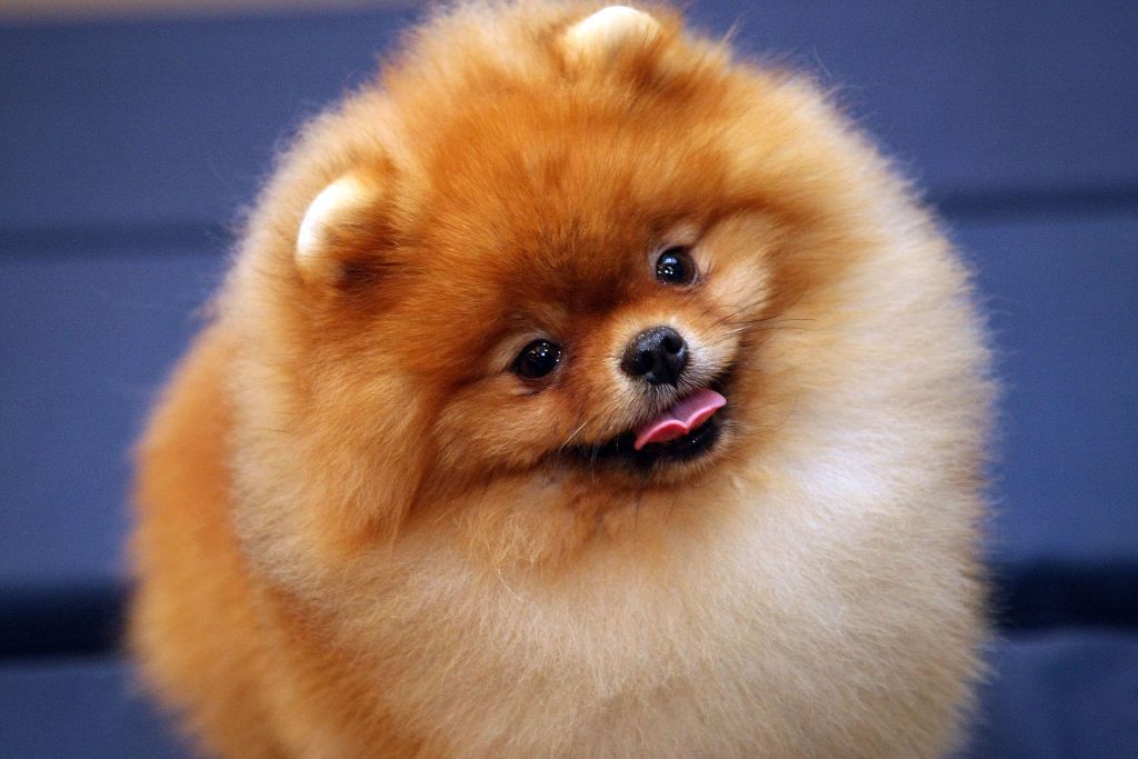 small fluffy dog breeds