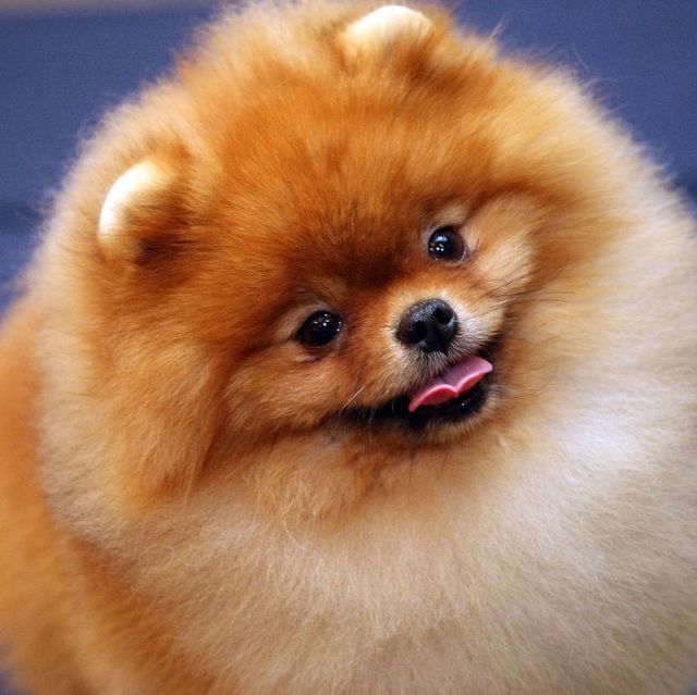 25 Fluffy Dog Breeds That You'll Want to Pet All Day Long - PureWow