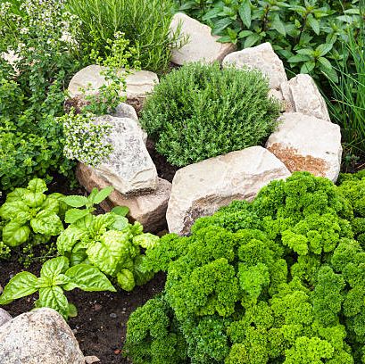 part of herbs spiral with parsley, chives, rosemary, oregano, thyme, basil and peppermint in the garden
