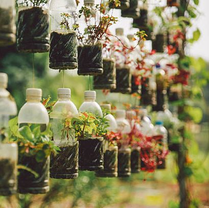 hanging bottle garden