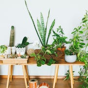 This is an image houseplants