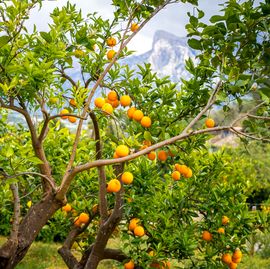 fast growing fruit trees