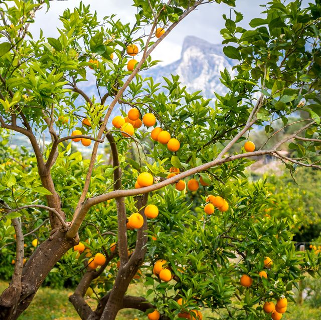 fast growing fruit trees