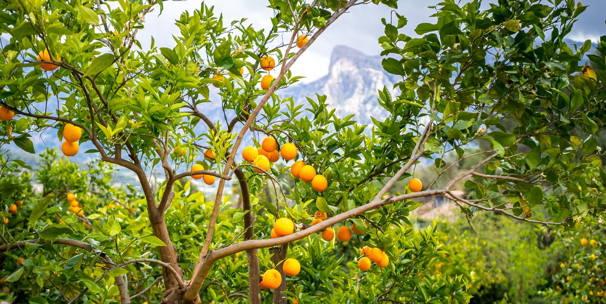 11 Fast-Growing Fruit Trees That Bring Homegrown Flavor Sooner