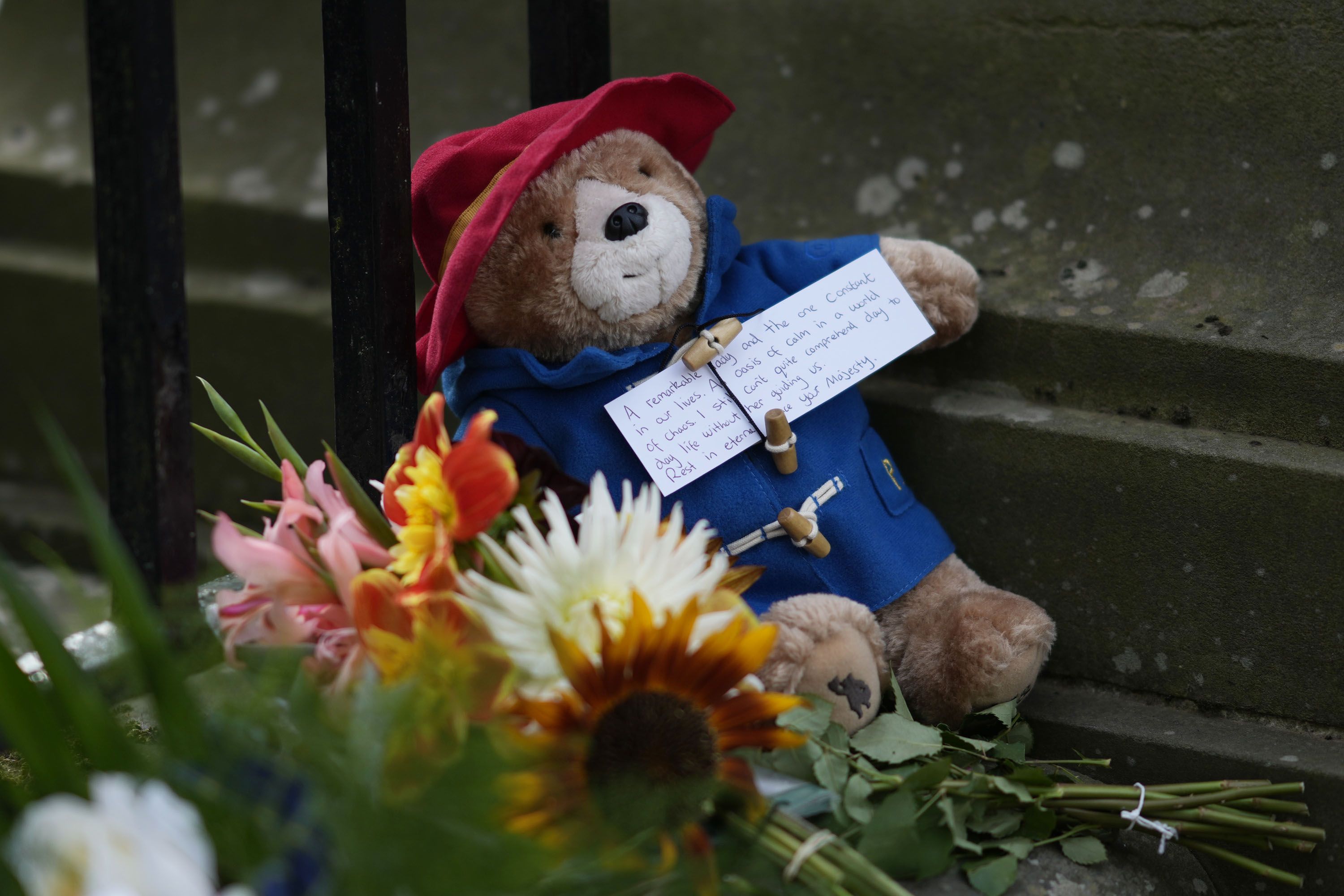 Paddington bear teddy balancing on a tree trunk in the jungle on