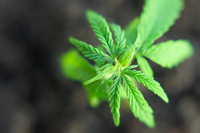 Small plant of cannabis seedlings at the stage of vegetation planted in the ground, cultivation in an indoor marijuana for medical purposes. Close up macro of green hemp, CBD oil concept on blurred background