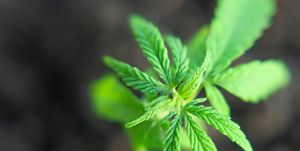 Small plant of cannabis seedlings at the stage of vegetation planted in the ground, cultivation in an indoor marijuana for medical purposes. Close up macro of green hemp, CBD oil concept on blurred background