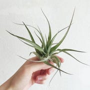 best small plants best small plants