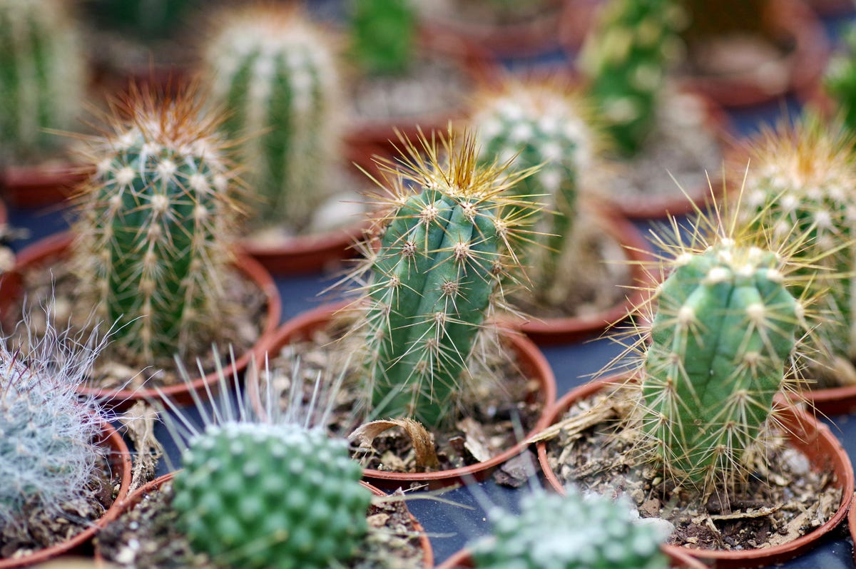 Different Types of Cactus You Can Grow at Home