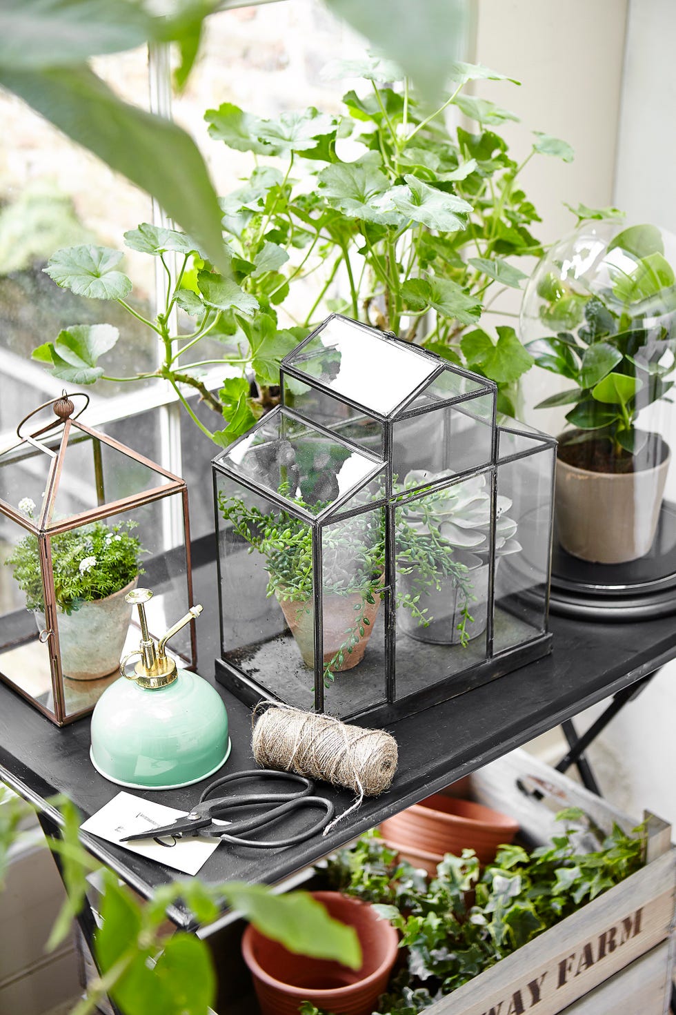 bell jars, lanterns and terrariums, displaying greenery