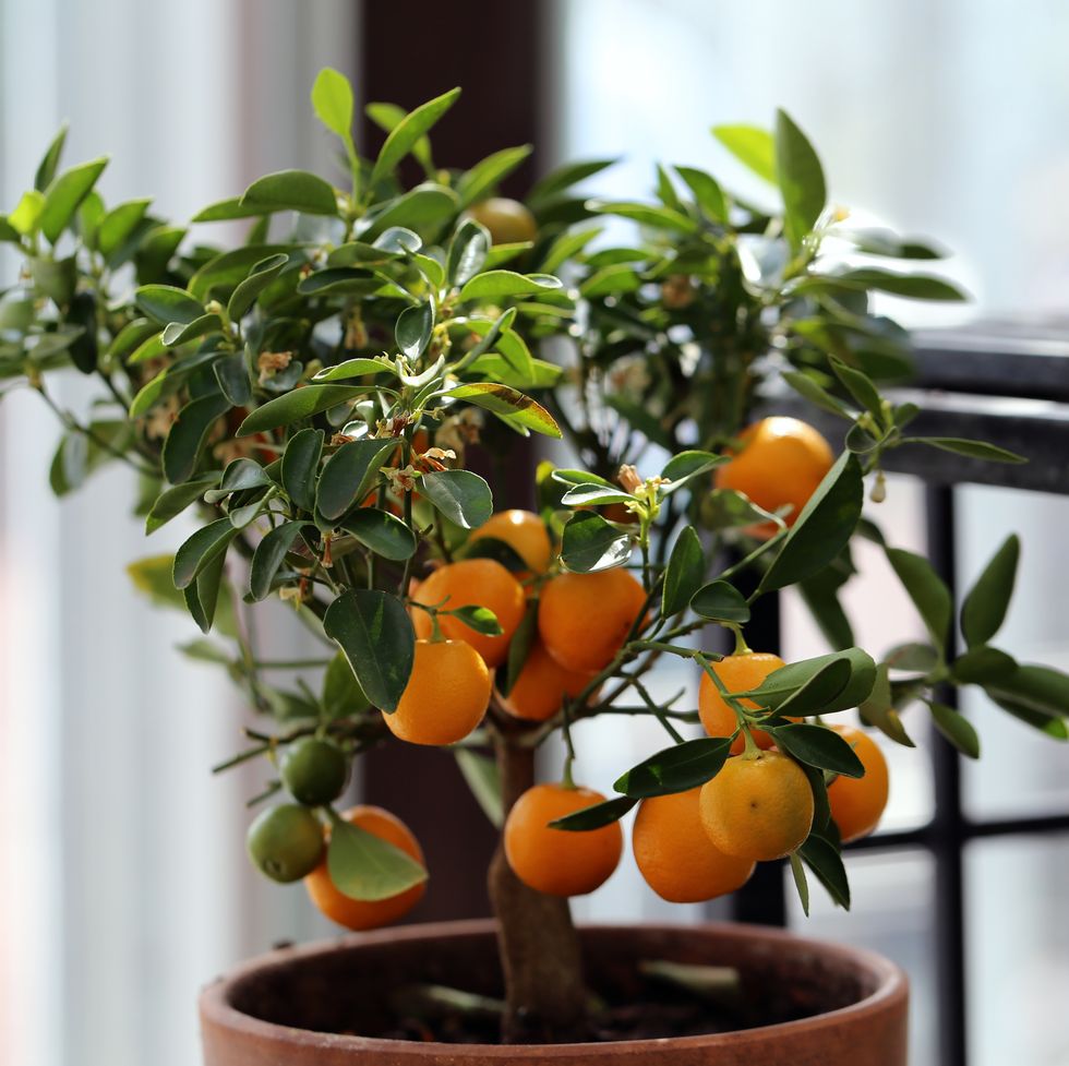 good luck plants citrus tree