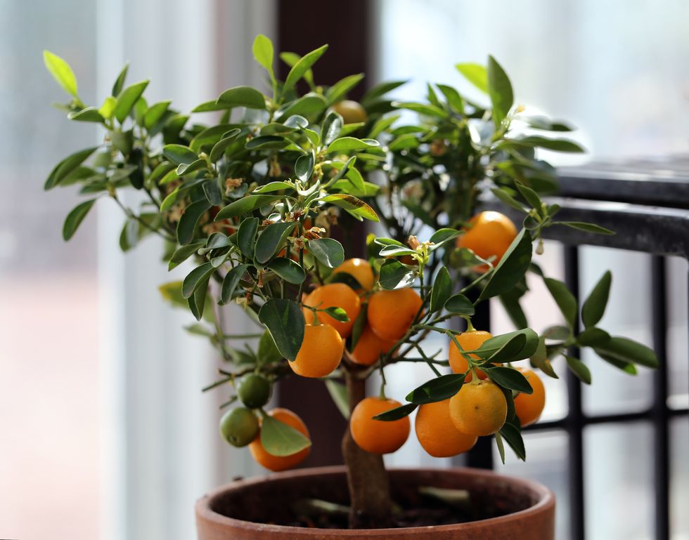 good luck plants citrus tree