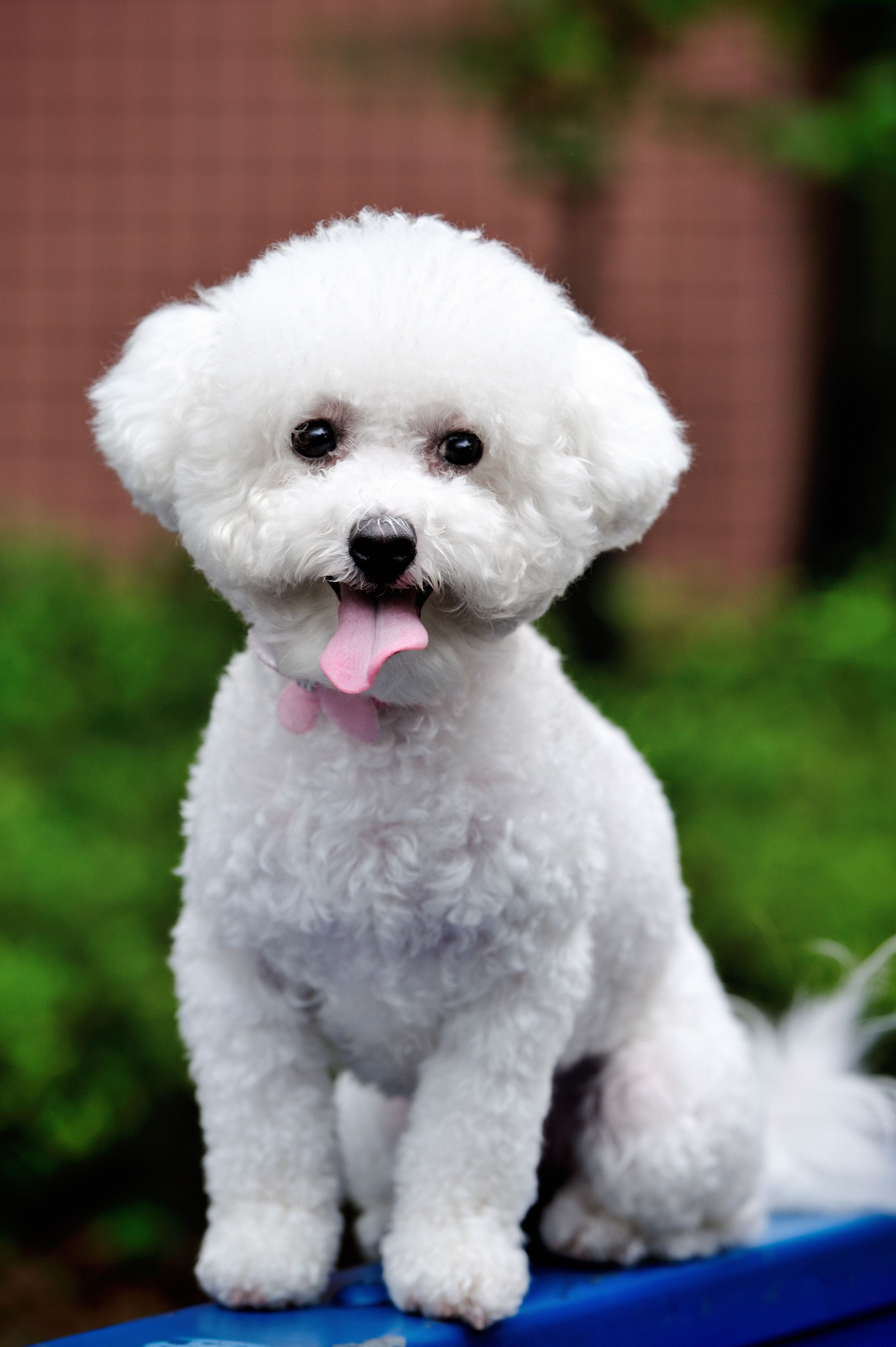cute fluffy white dog