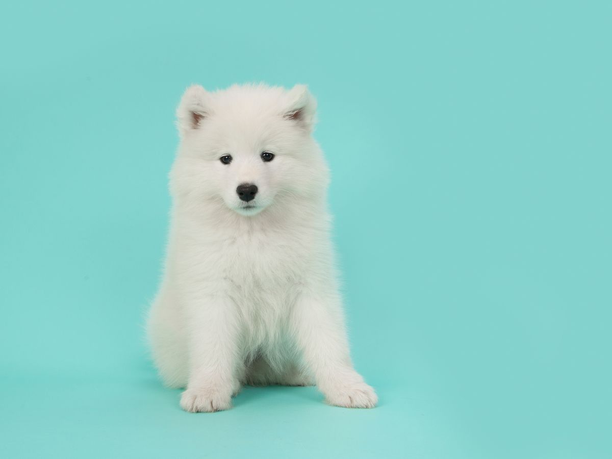 15 Small White Dog Breeds - List of Little White Dogs