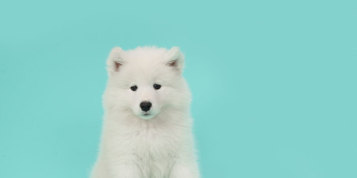 15 Small White Dog Breeds - List of Little White Dogs