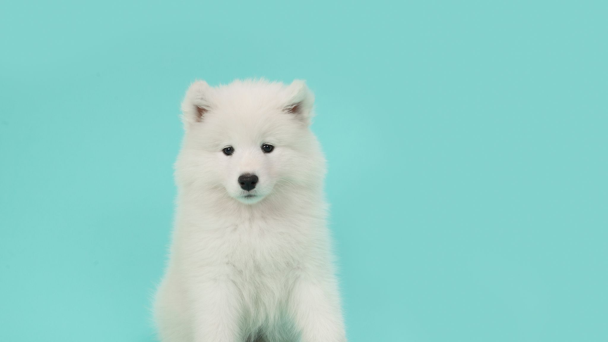 white dog breeds with blue eyes