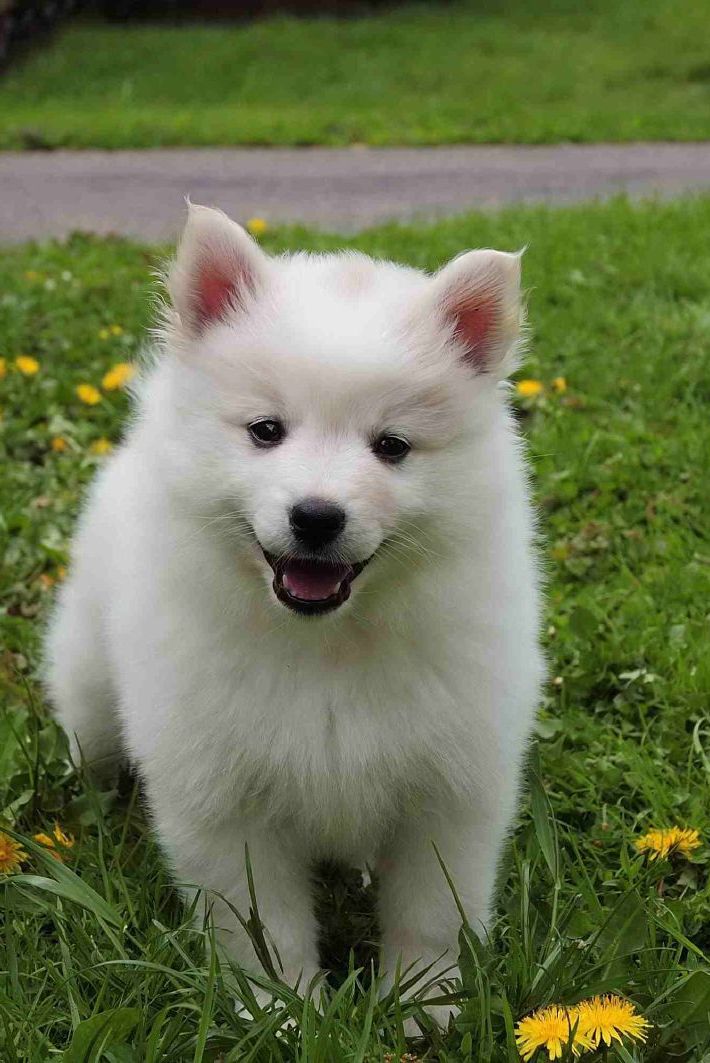 14 Small White Dog Breeds - Fluffy Little White Dogs