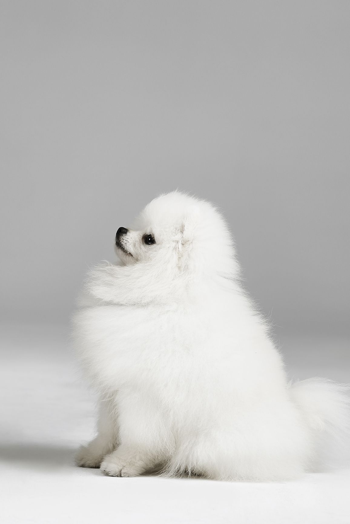 pictures of cute white puppies