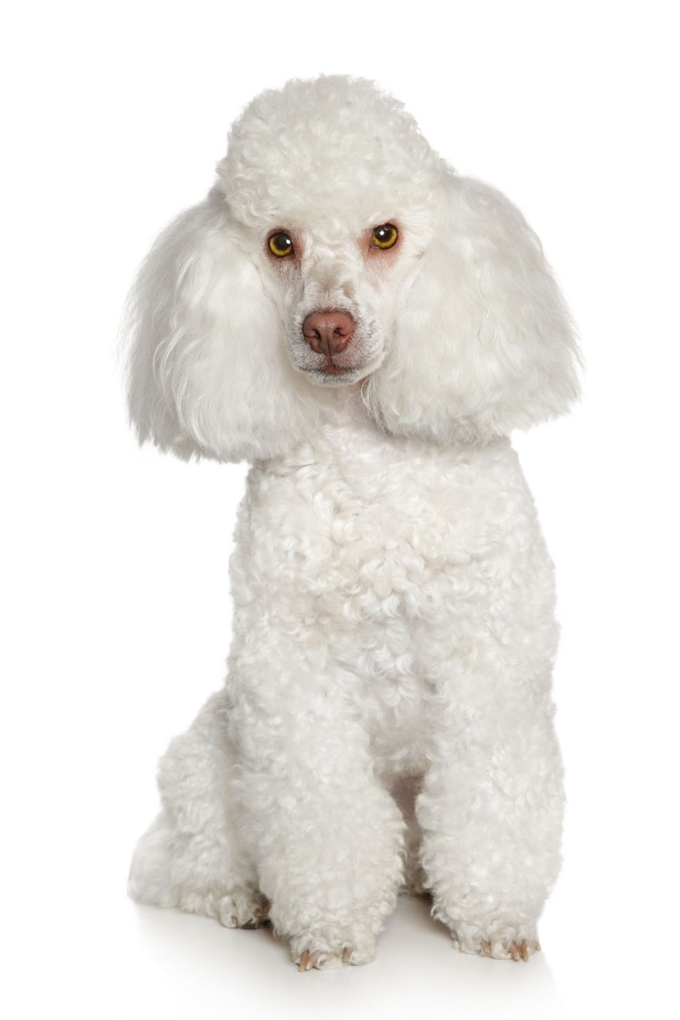 12 Dog Breeds That Only Have White Coats