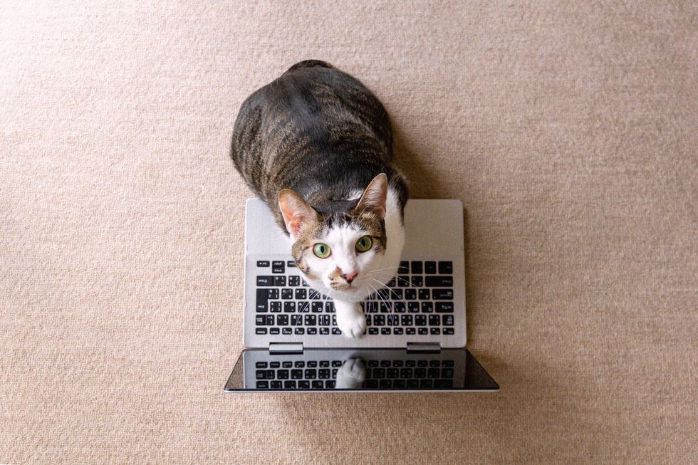 gatto su un computer