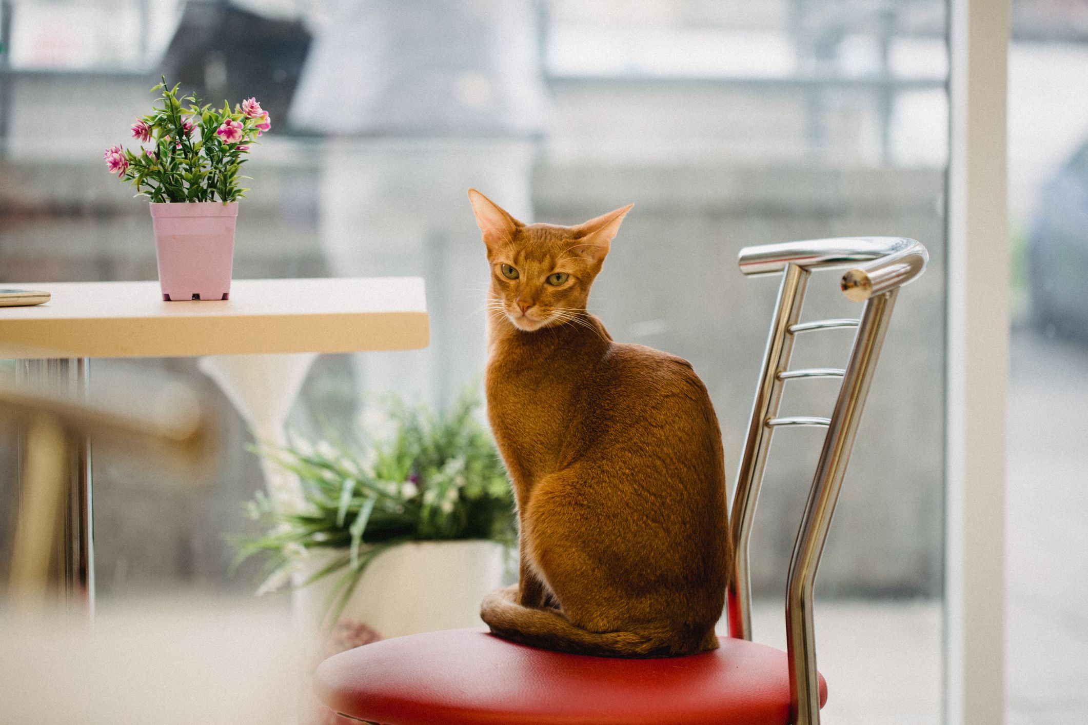 The smartest best sale cat breed