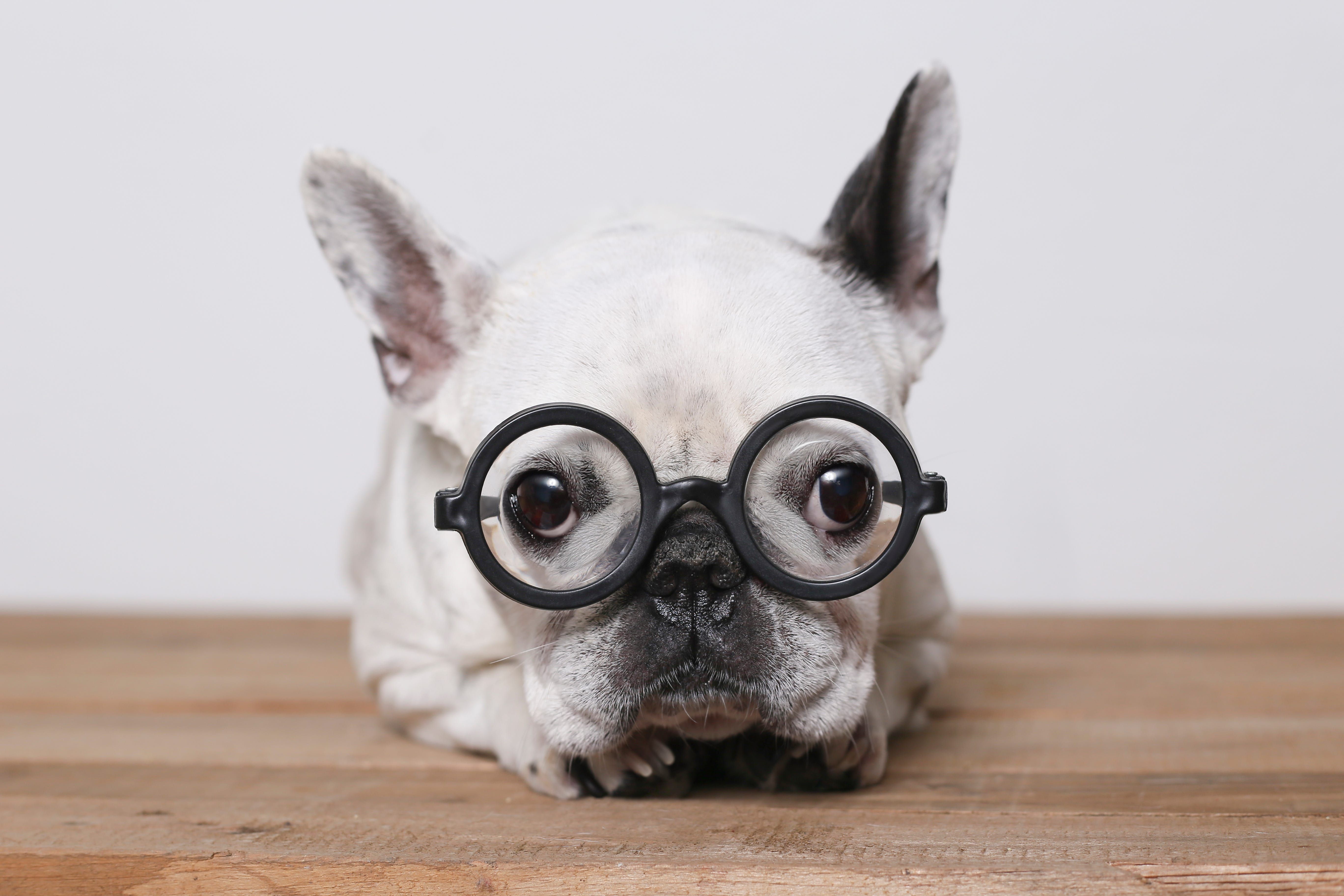 The Top 10 Smartest Dog Breeds | Glassview Farm