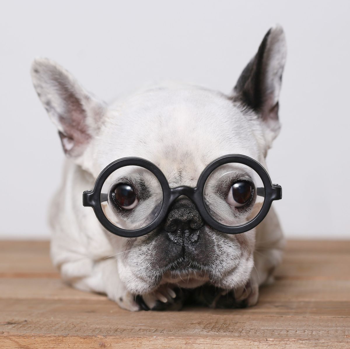 Top 10 Smartest Dog Breeds