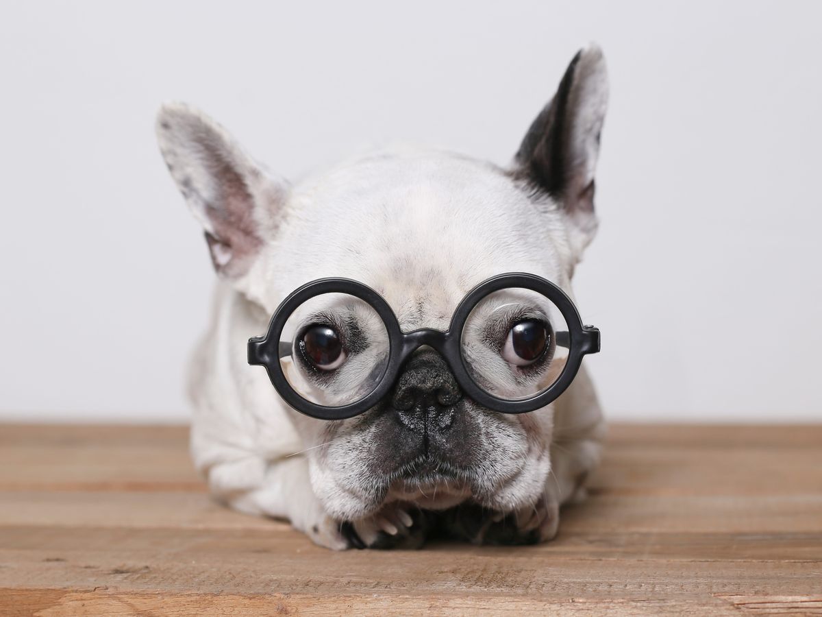 10 Dog Breeds - Most Intelligent