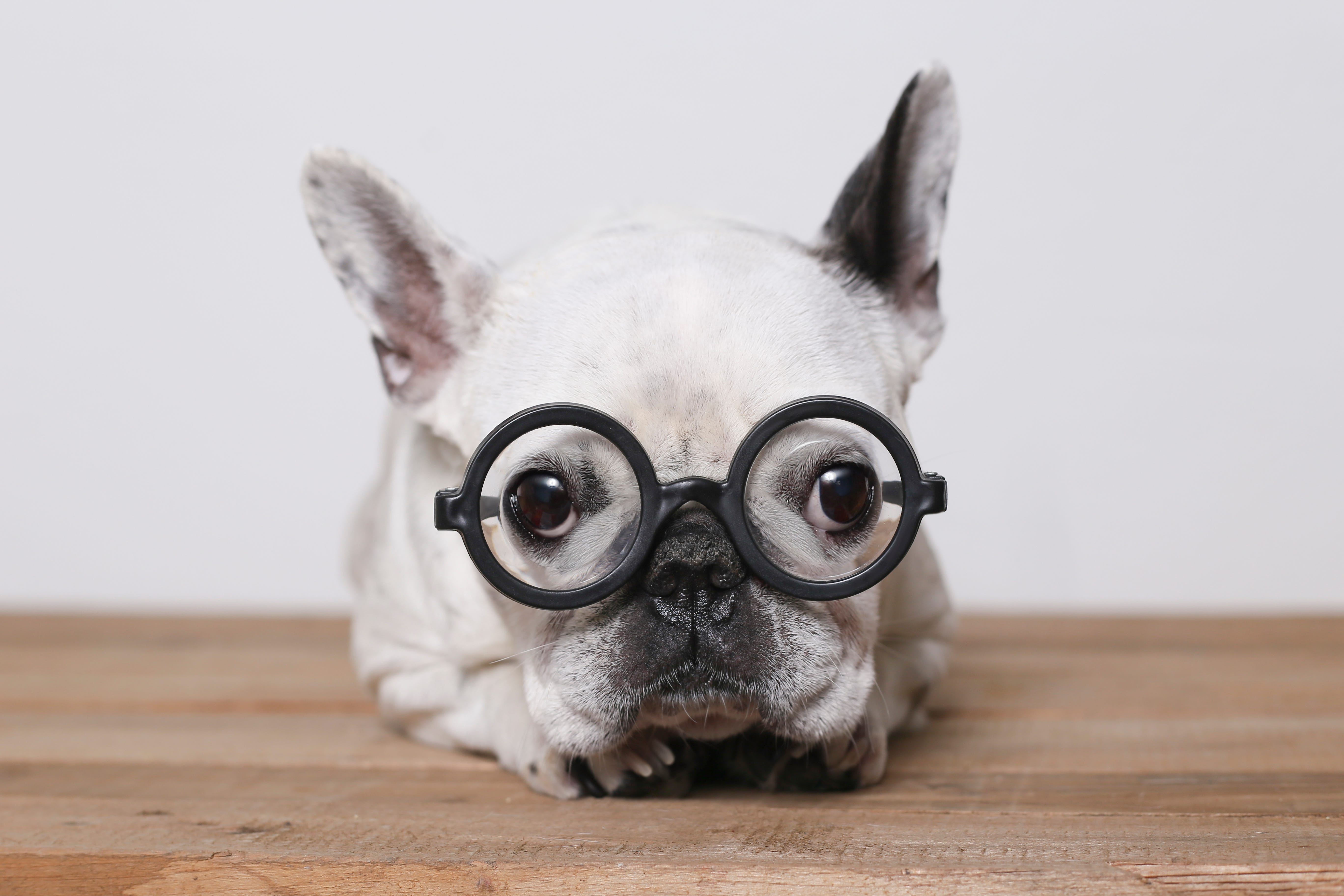 The Top 10 Smartest Dog Breeds Glassview Farm