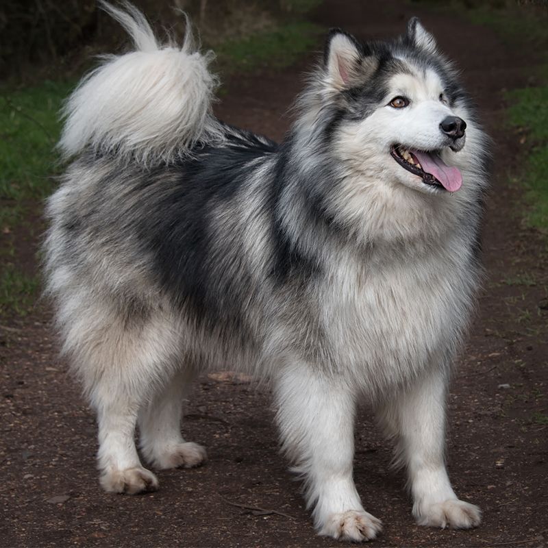 smartest dog breeds alaskan husky