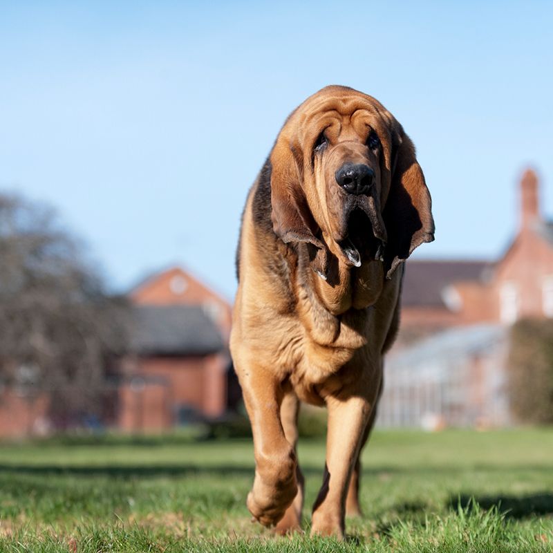 smartest dog breeds bloodhound